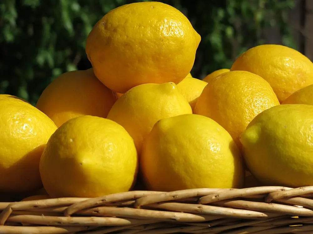 Mayer Limon (Meyer Limon)
