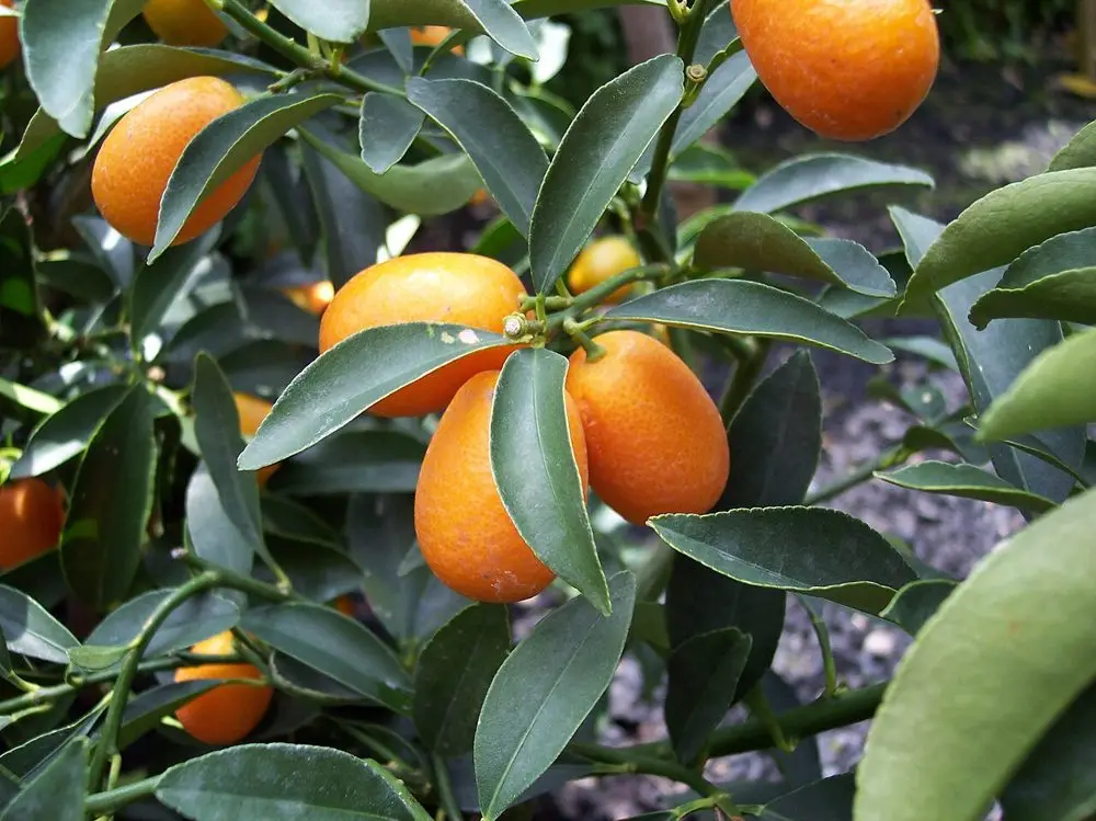 Kumkuat (Kamkat)