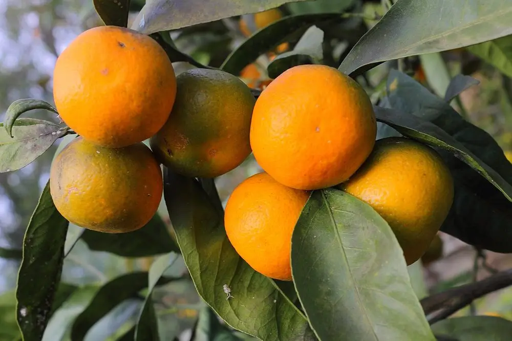 Mandalina Fidanı