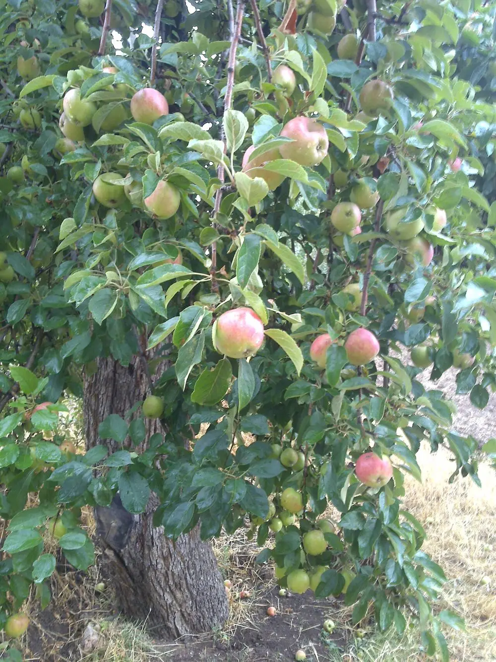 Amasya Elması
