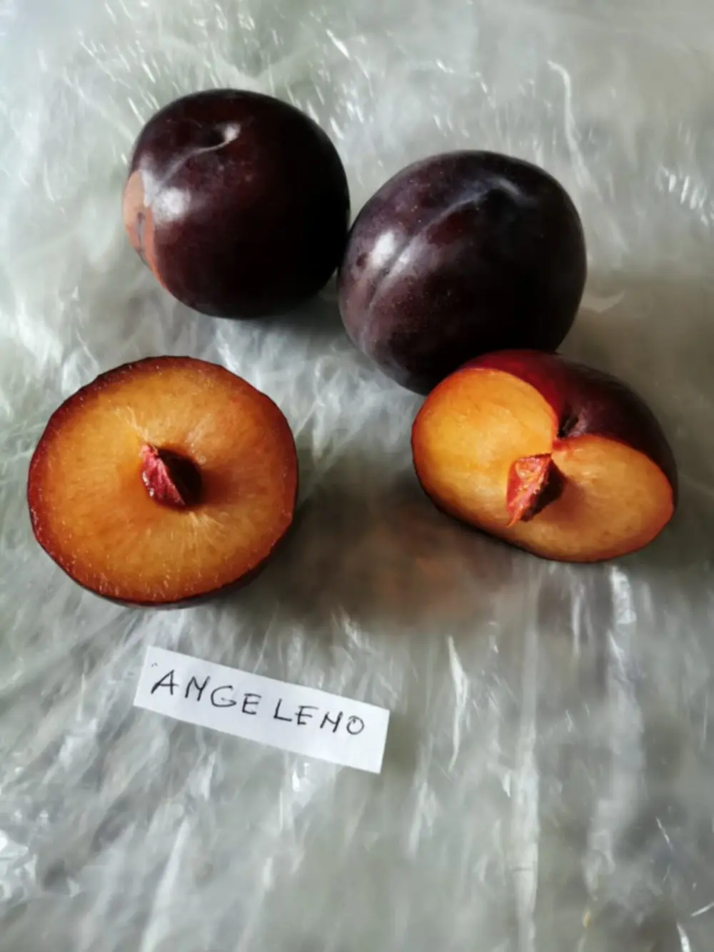 Anjelika Eriği