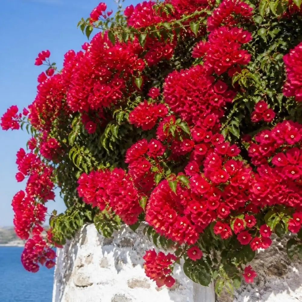 Ada Begonvili (Bodrum Begonvili) — temsilî görsel
