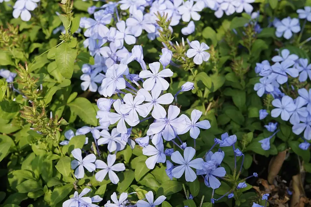 Mavi Yasemin (Plumbago)