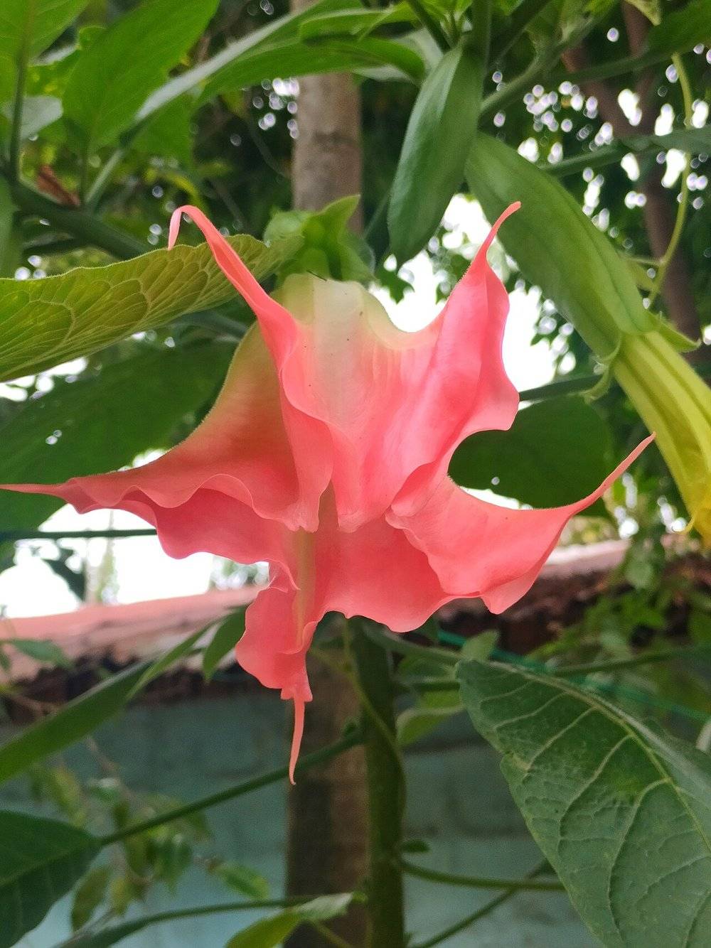 Borazan Çiçeği (Acem Borusu / Brugmansia)