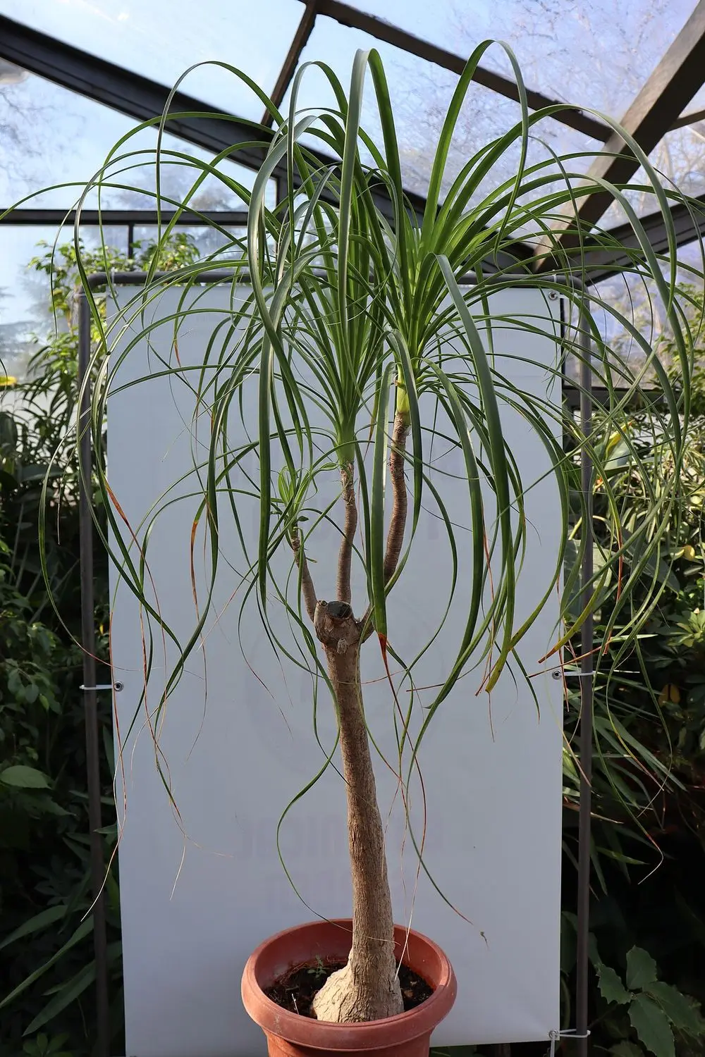 Fil Ayağı (Nolina / Beaucarnea)