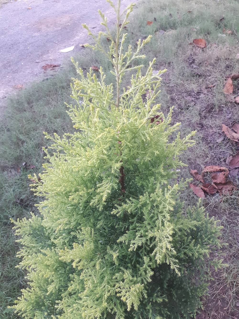 Limoni Servi (Altuni Çit Servisi)