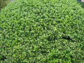 Taflan (Japon Taflanı)