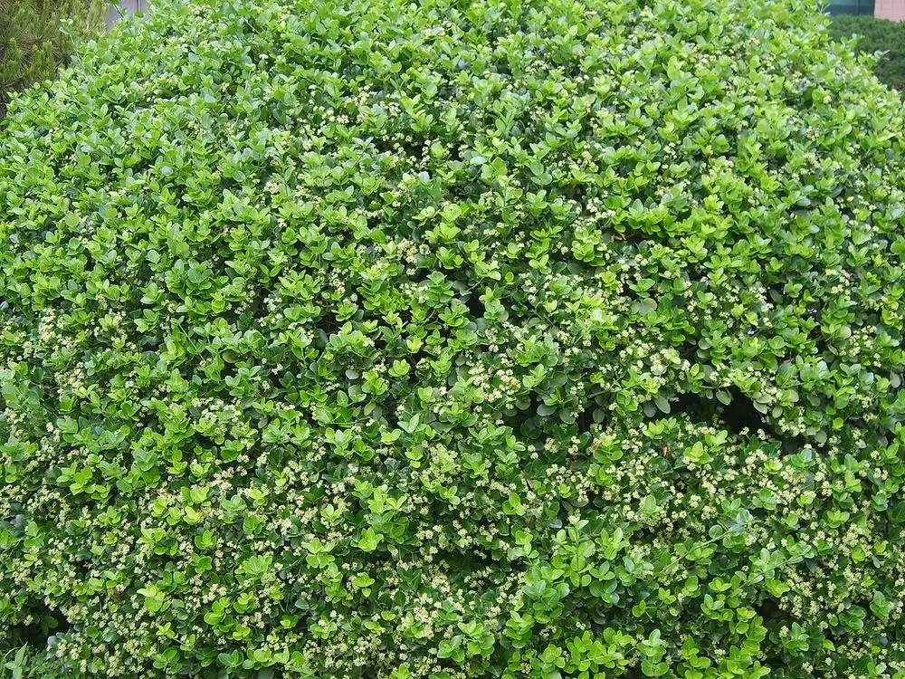 Taflan (Japon Taflanı)