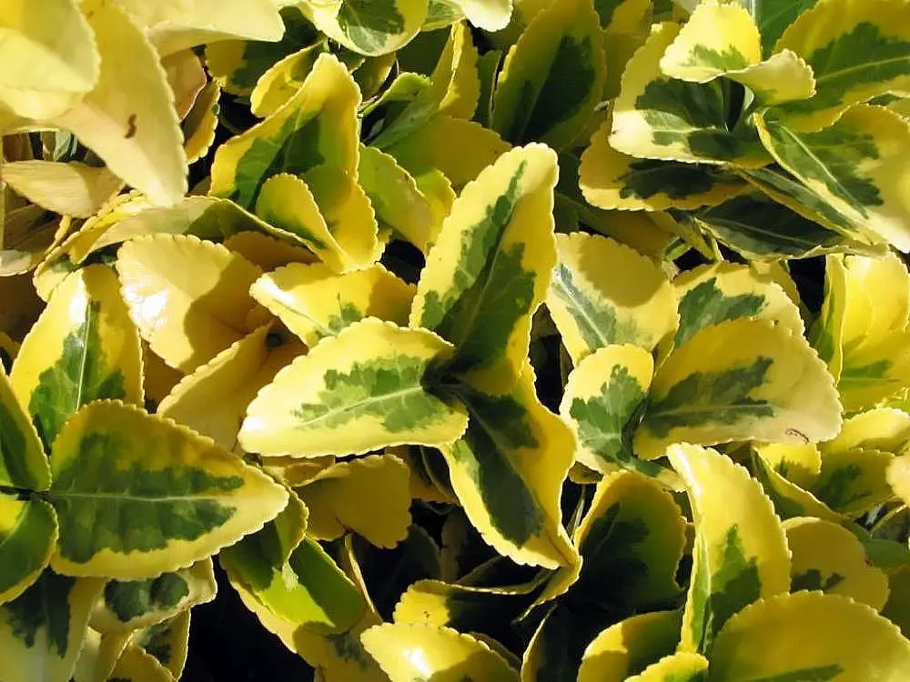 Altuni Taflan (Gold Taflan)