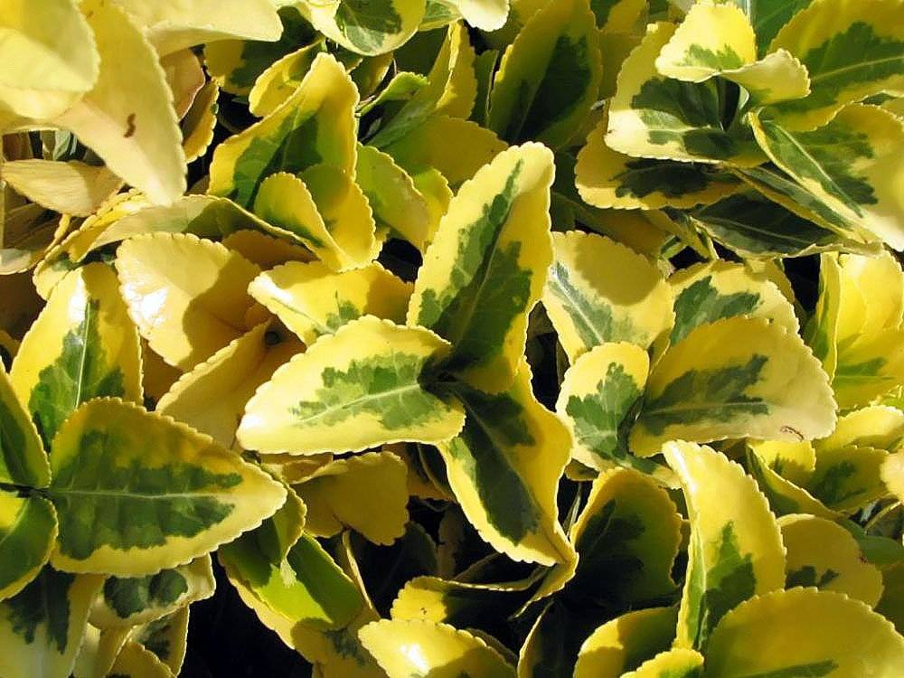 Altuni Taflan (Gold Taflan)