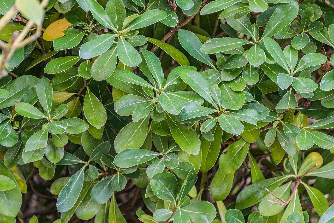 Pitosporum (Bodur / Japon Pitosporumu)