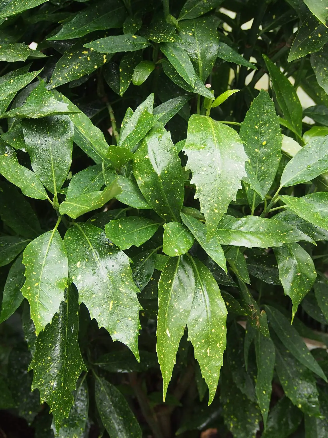 Akuba (Alacalı Japon Defnesi)