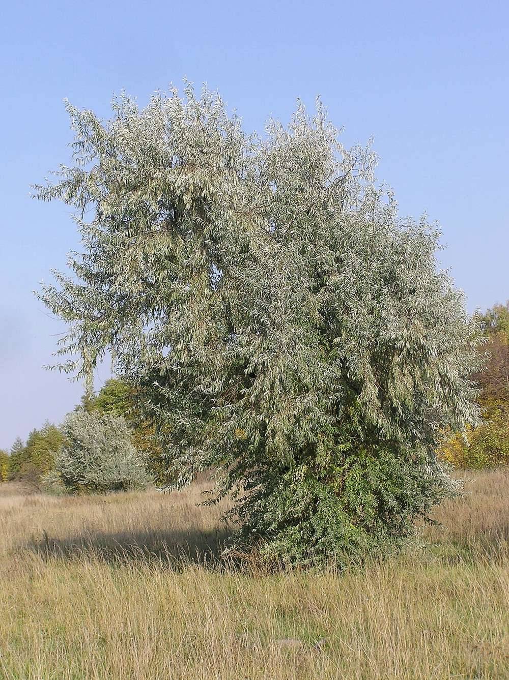 İğde Ağacı (Kuş İğdesi / Kokulu İğde)