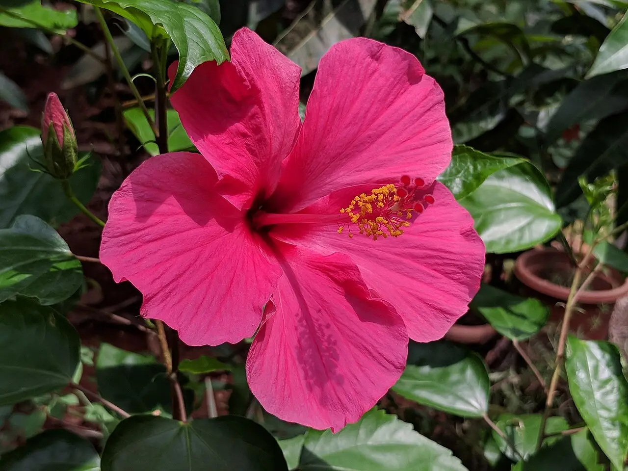 Japon Gülü (Çin Gülü / Hibiskus)
