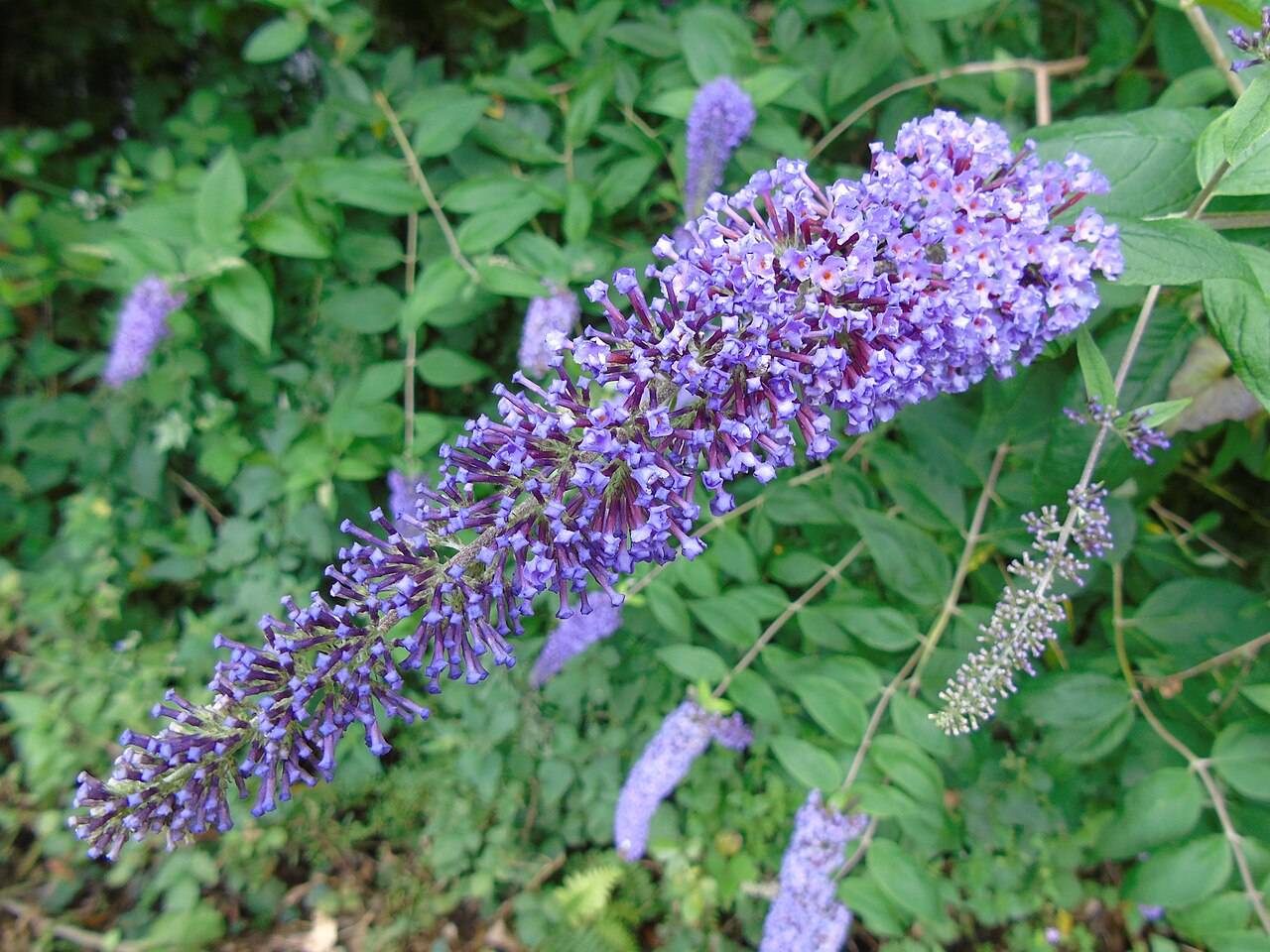 Kelebek Çalısı (Budleya)