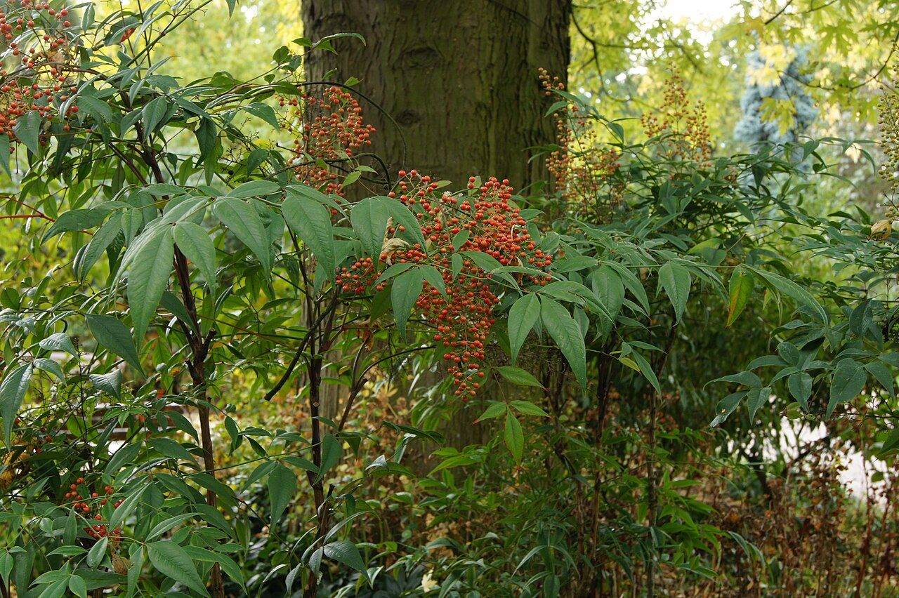 Nandina (Cennet Bambusu)