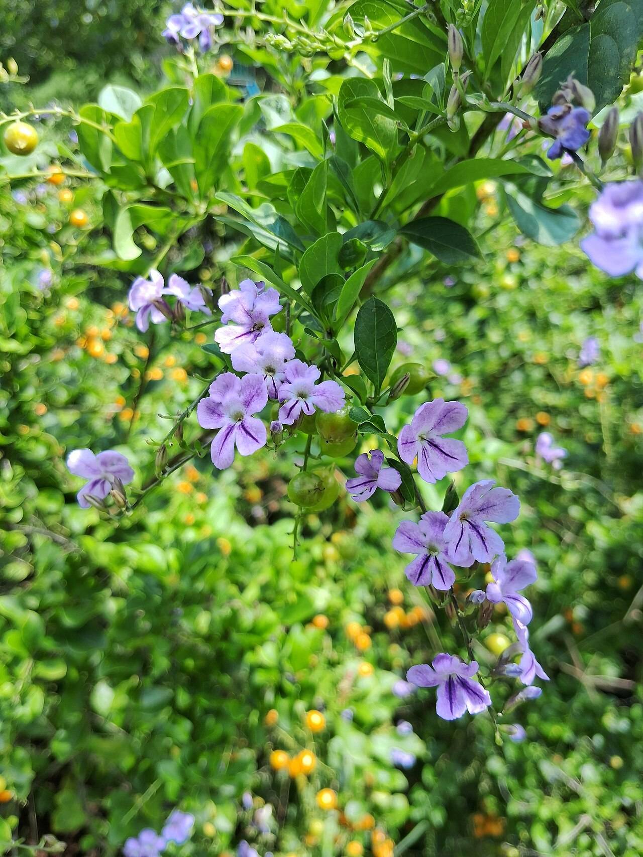 Duranta (Altın Çiy Çalısı / Güvercin Üzümü)