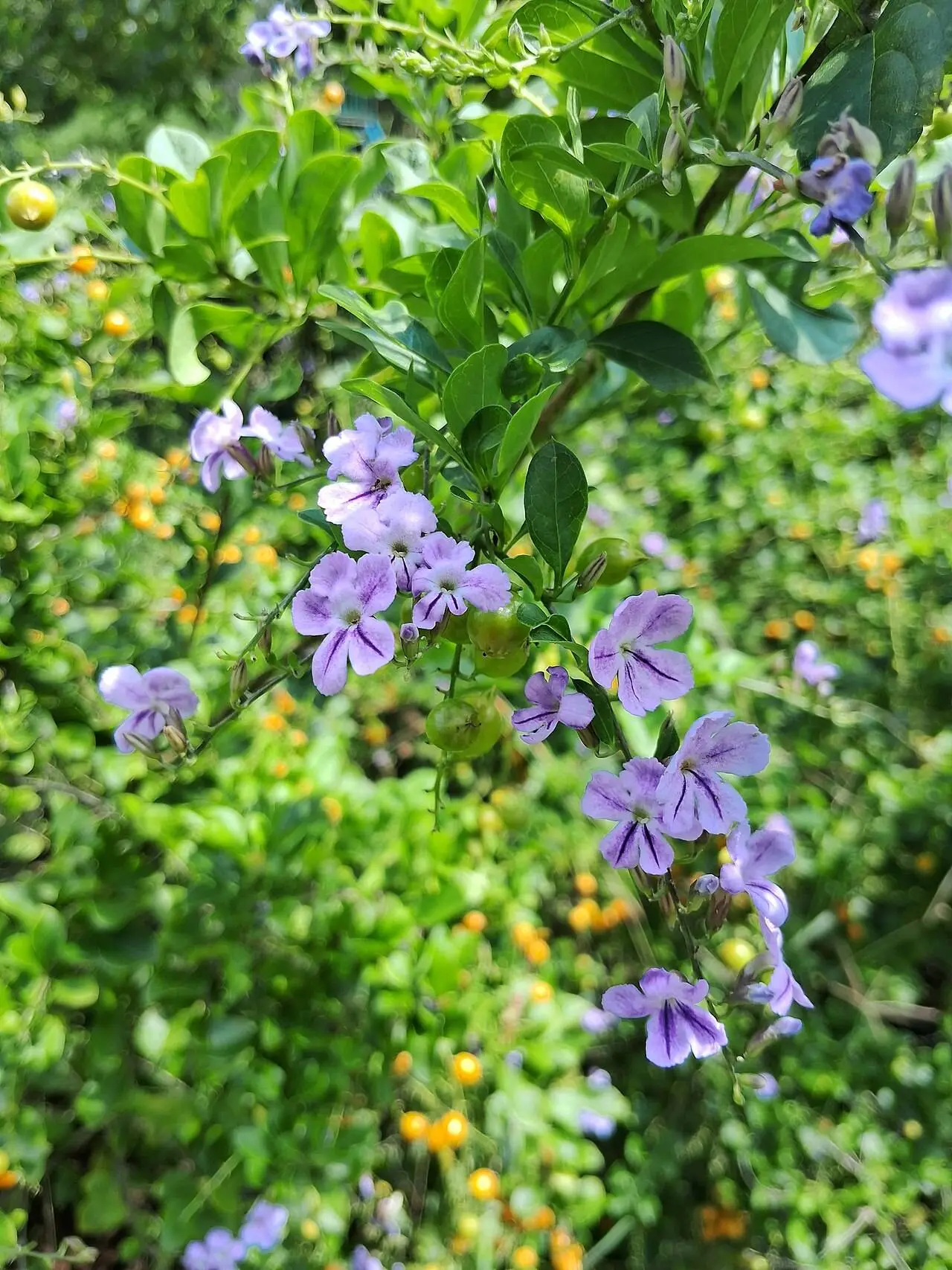 Duranta (Altın Çiy Çalısı / Güvercin Üzümü)