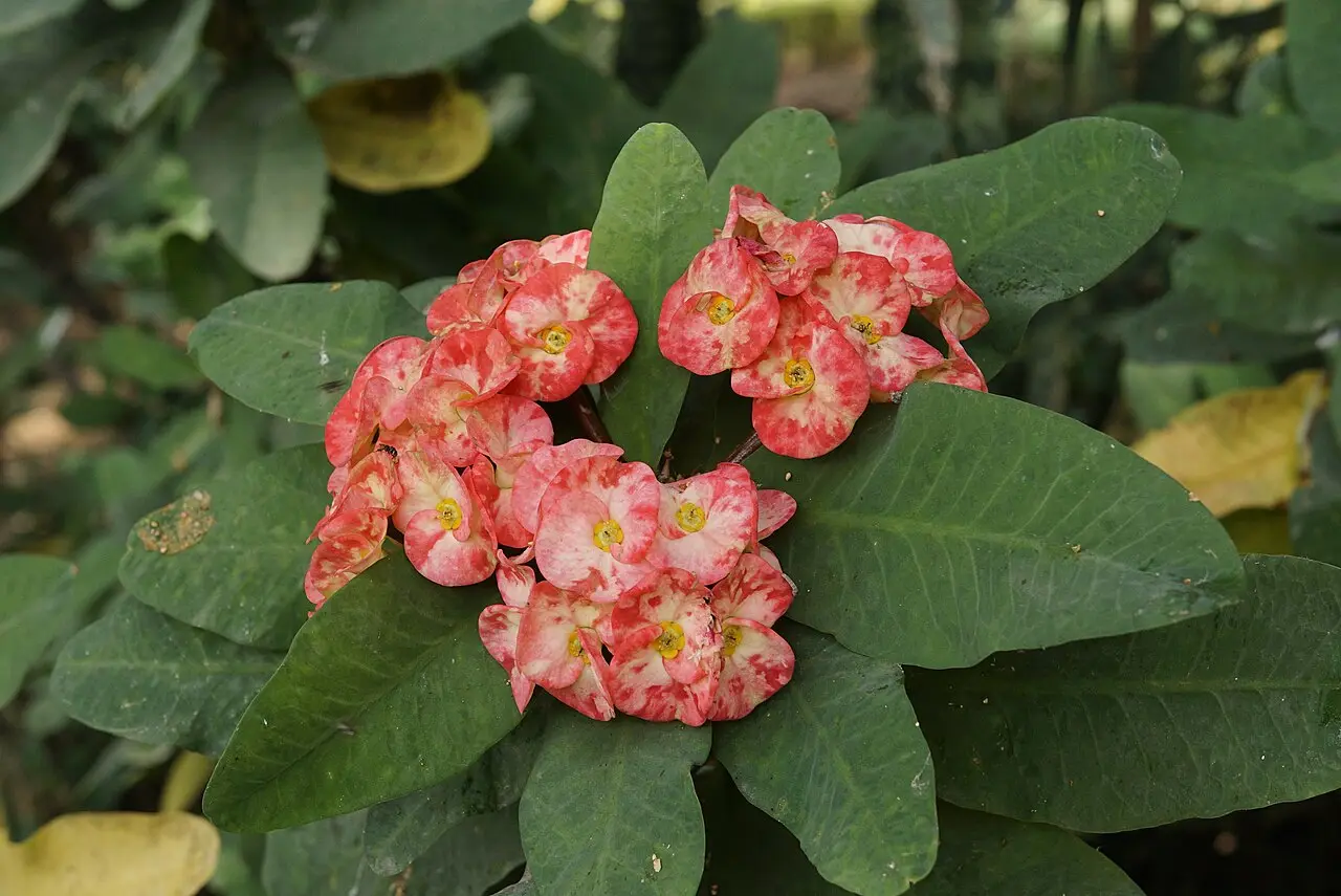Dikenler Tacı (Euphorbia milii)