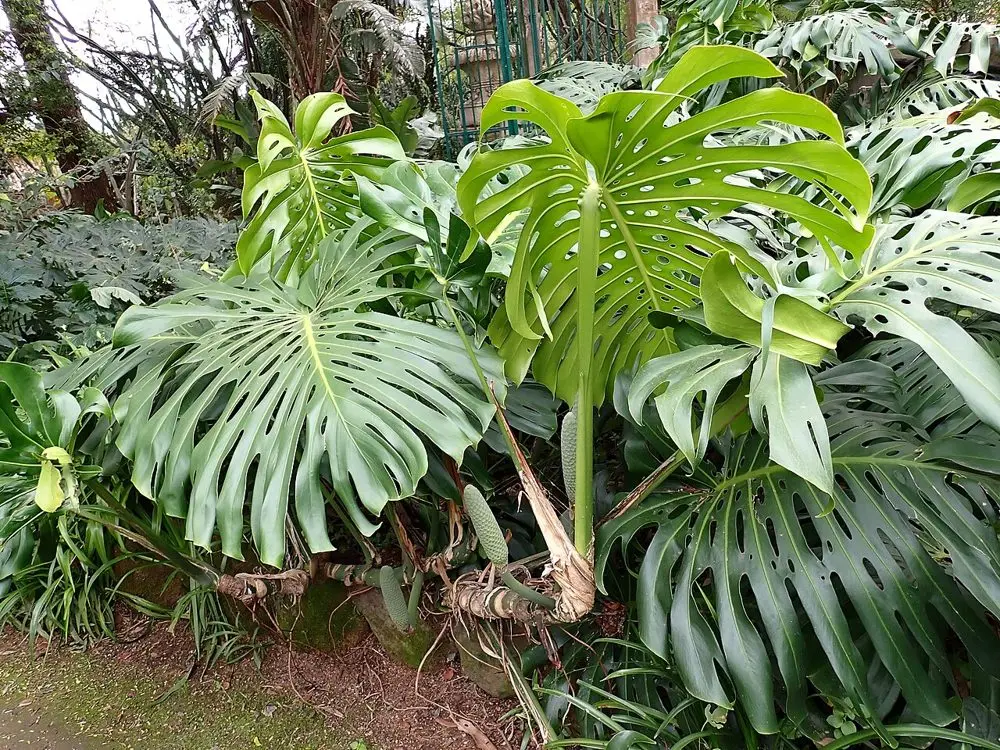 Deve Tabanı (Monstera)