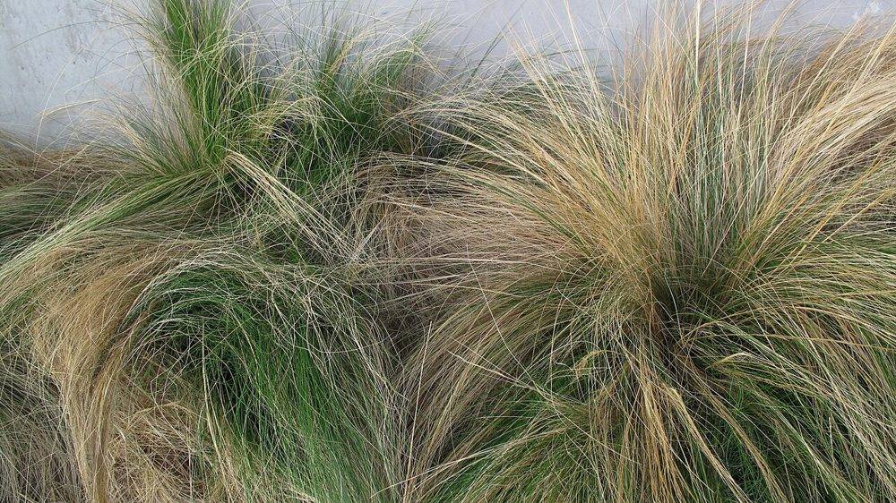 Stipa (Meksika Tüy Otu / Rüzgar Otu)