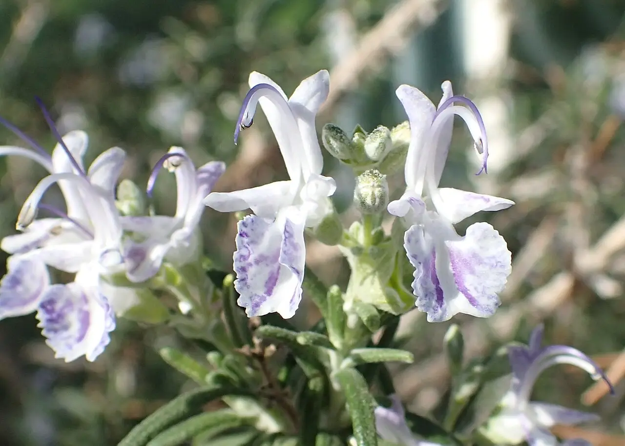 Biberiye (Kuşdili)