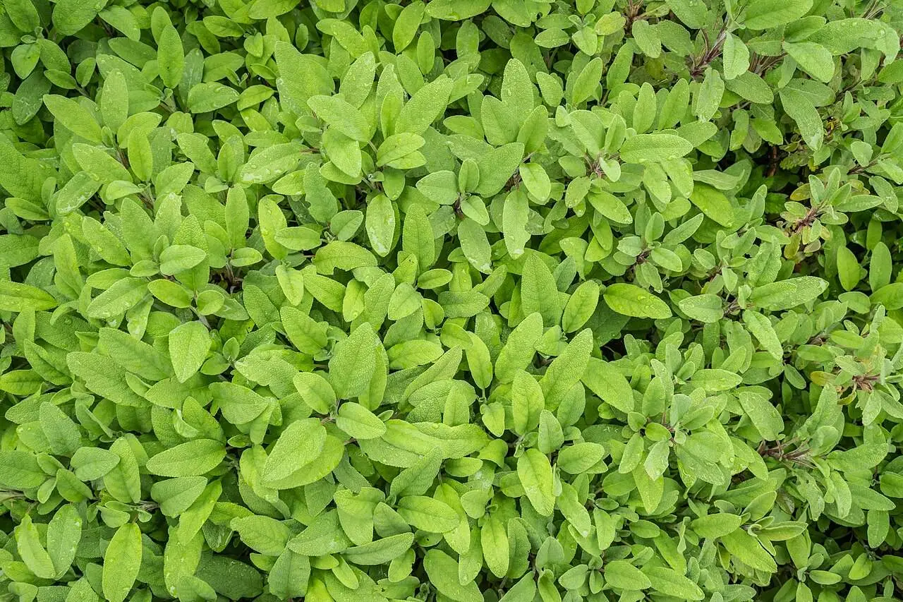 Adaçayı (Tıbbi Adaçayı)