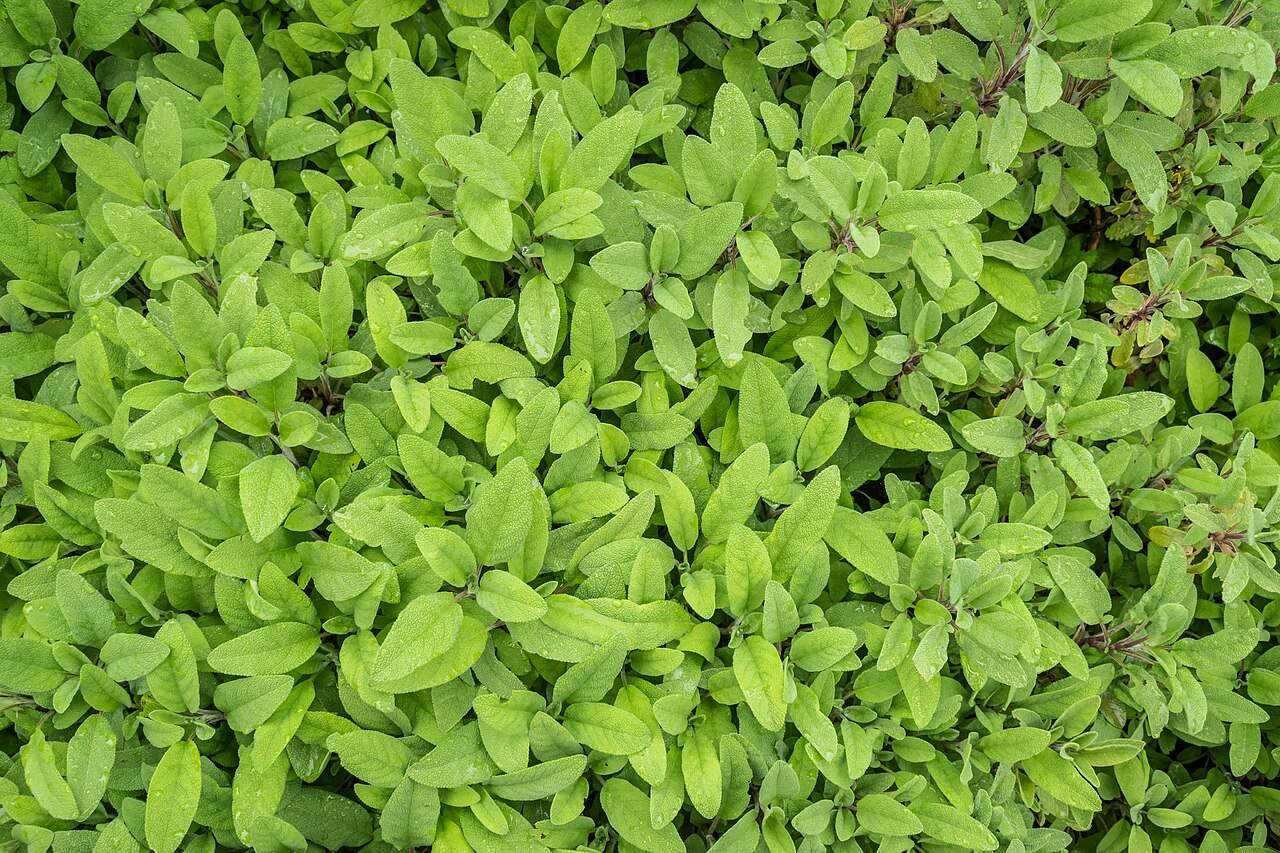 Adaçayı (Tıbbi Adaçayı)