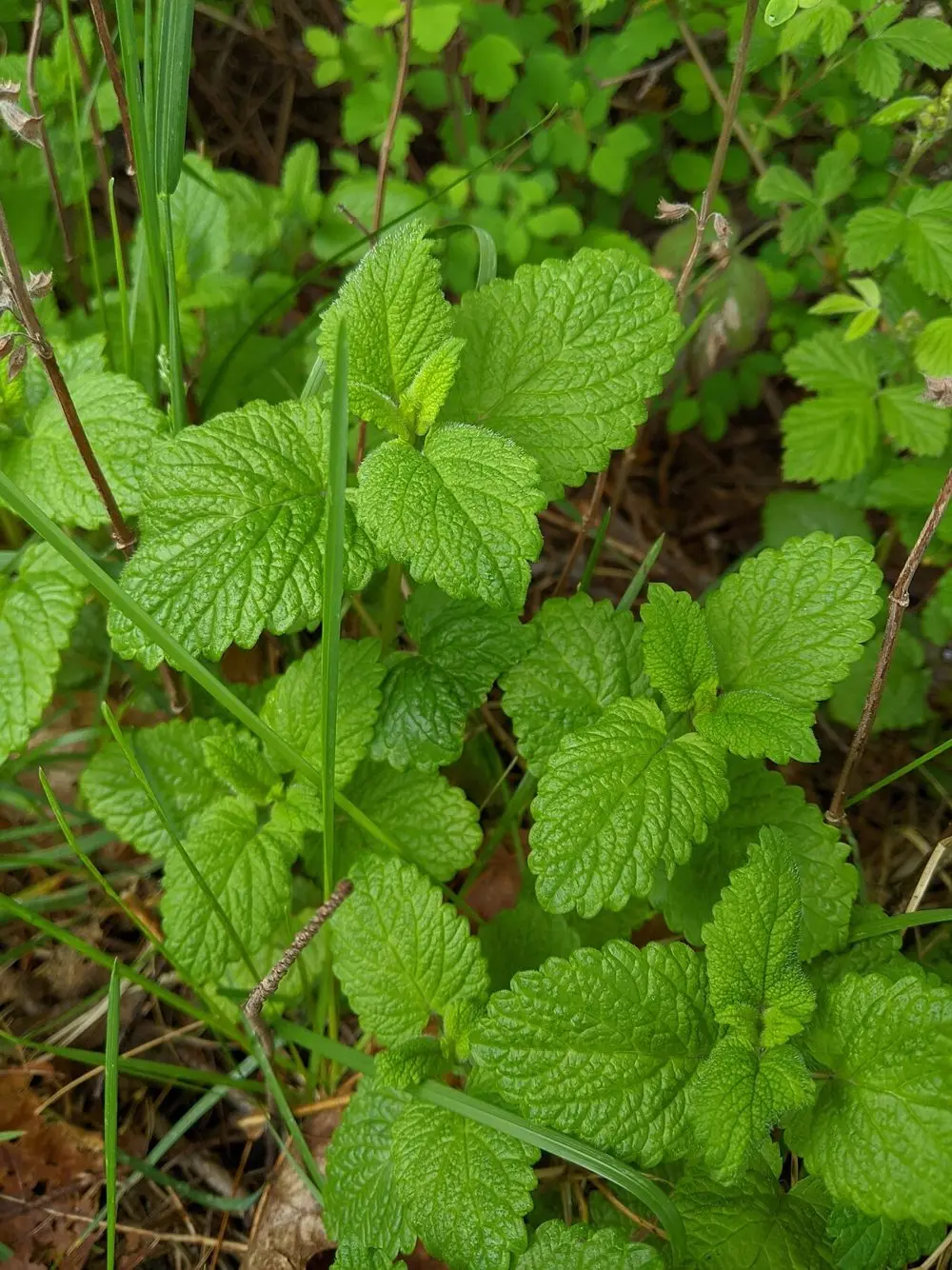 Limon Melisa (Oğul Otu / Kolonya Çalısı)