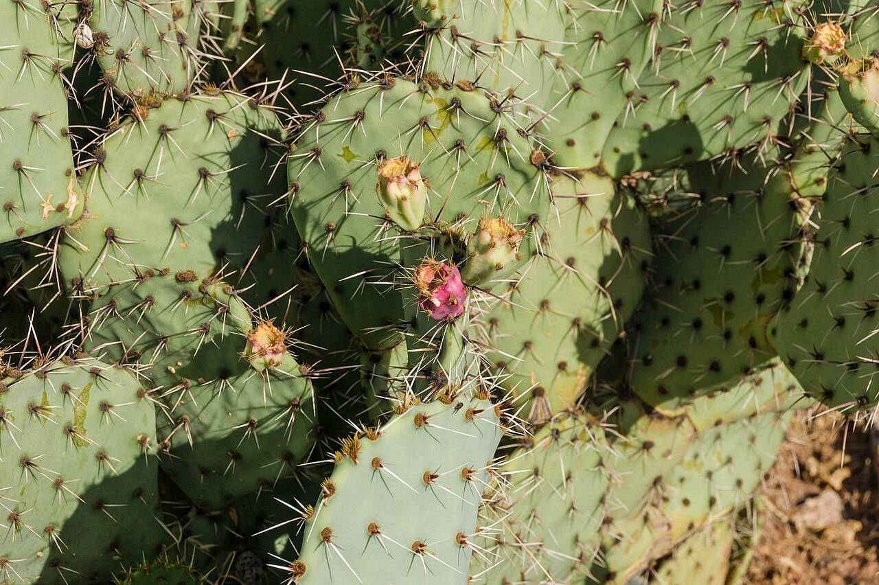 Kaynana Dili (Frenk İnciri / Opuntia)