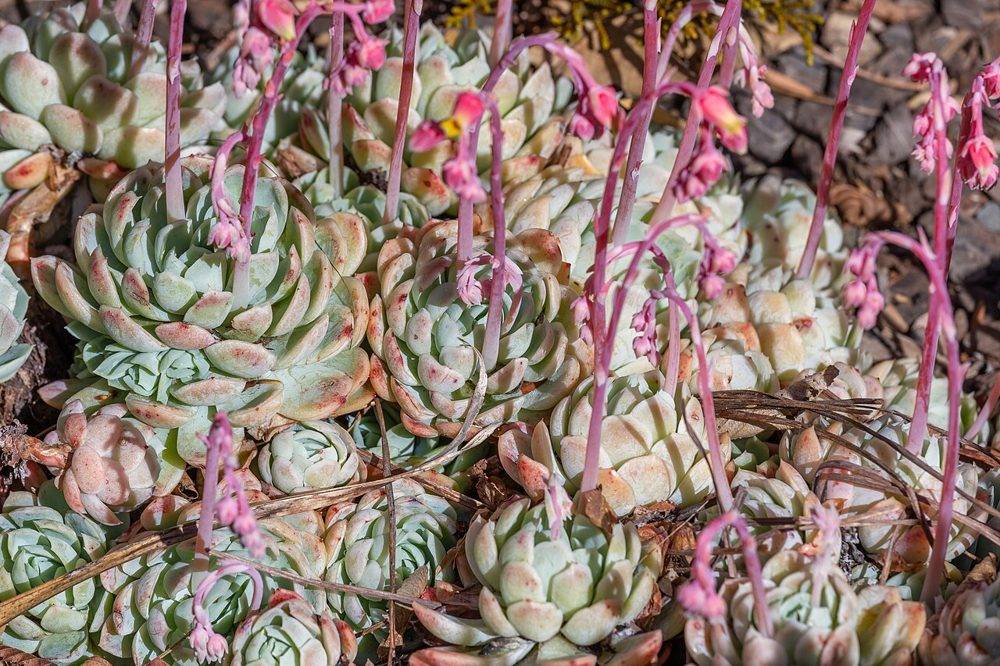 Sukulent (Echeveria / Sedum / Aeonium)