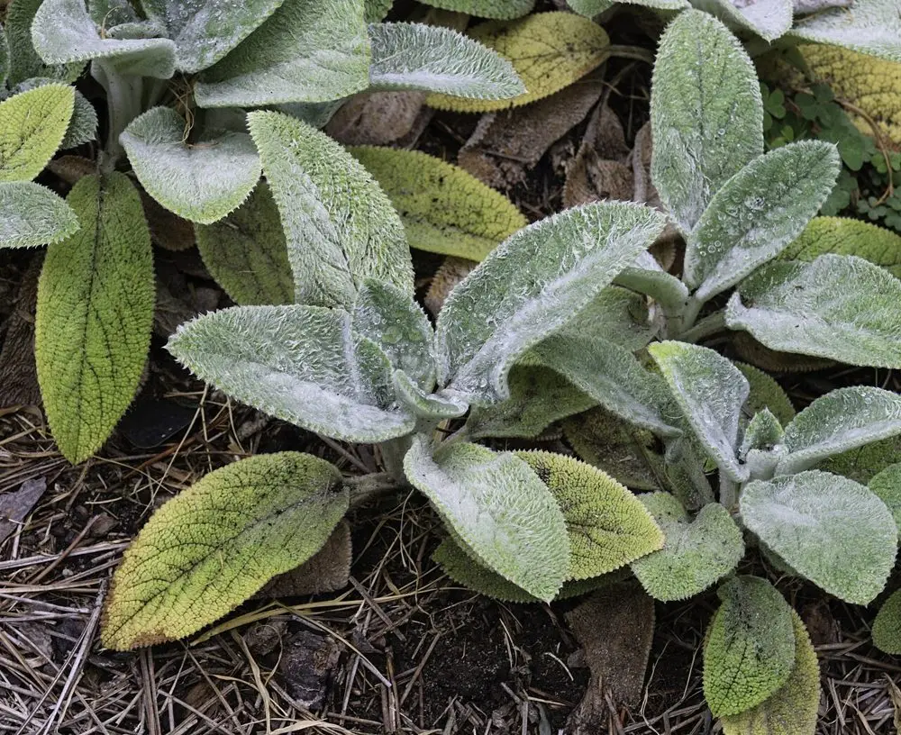 Tavşan Kulağı (Kuzu Kulağı / Stachys)