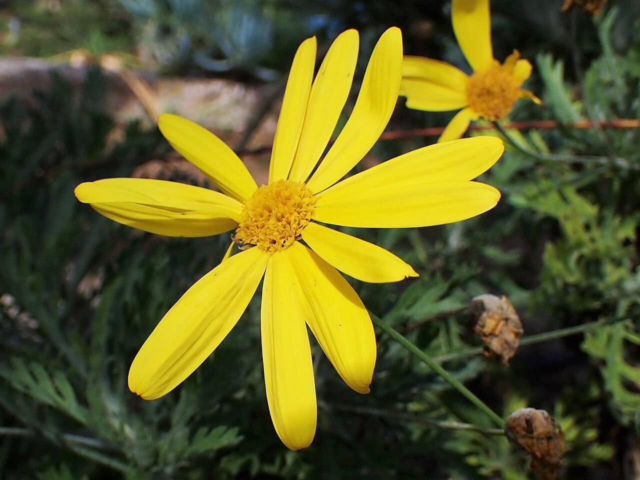 Sarı Çalı Papatyası (Euryops Papatya)