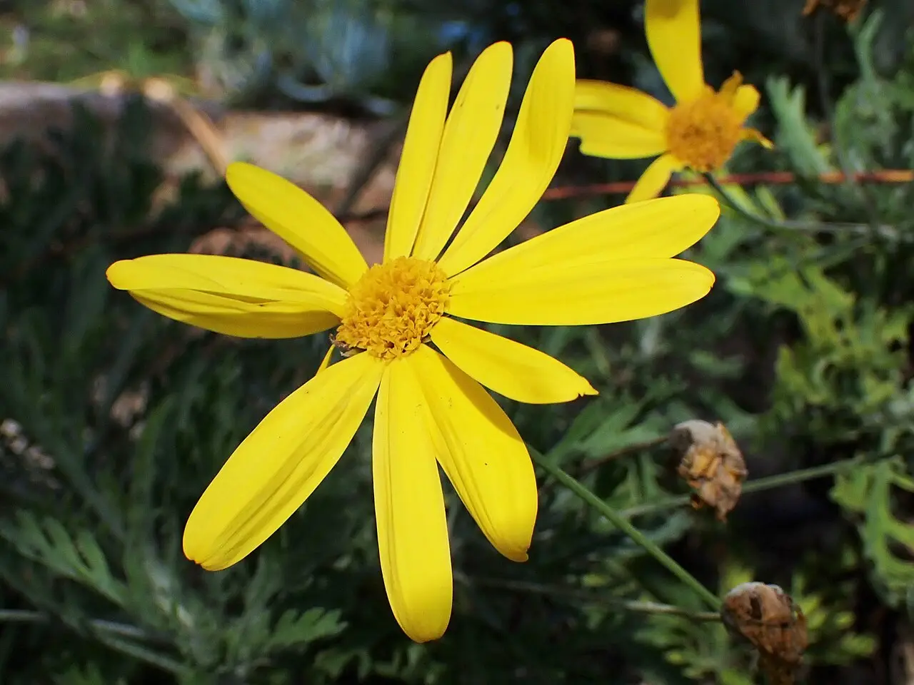 Sarı Çalı Papatyası (Euryops Papatya)
