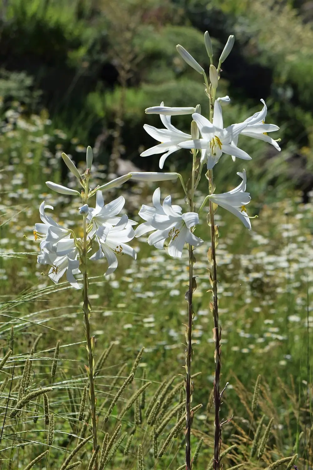 Zambak (Beyaz Zambak / Mis Zambağı / Amaryllis)