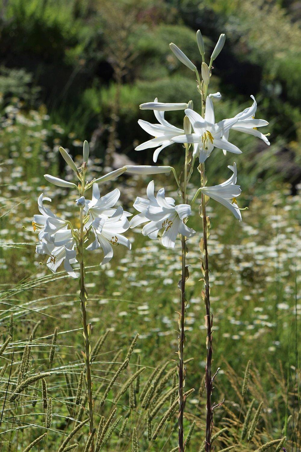 Zambak (Beyaz Zambak / Mis Zambağı / Amaryllis)