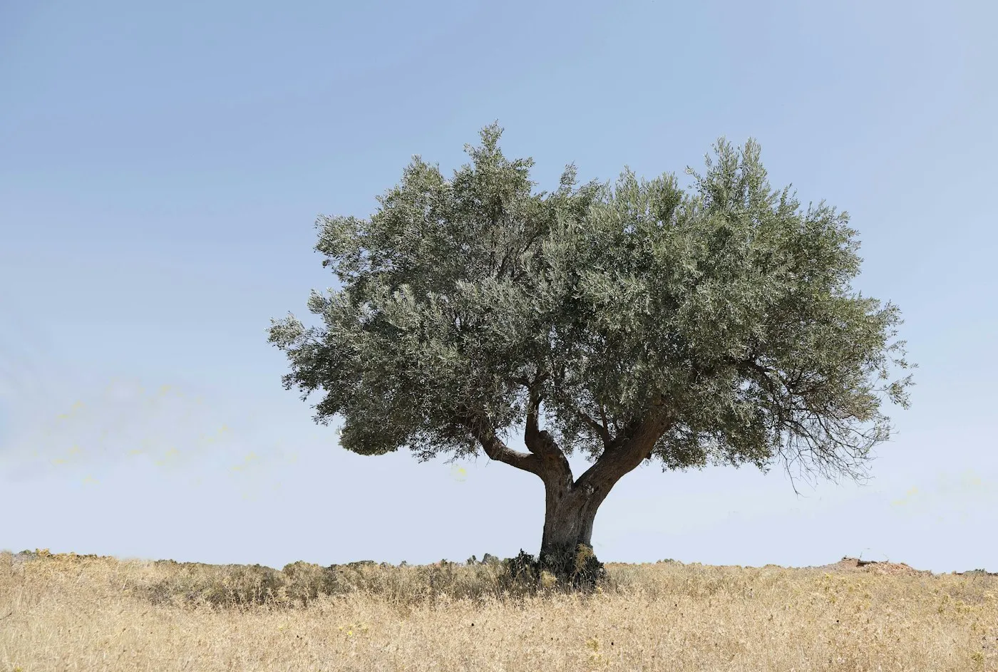 Kuru otlarla kaplı bir tepede, açık mavi gökyüzü altında tek başına duran geniş taçlı zeytin ağacı
